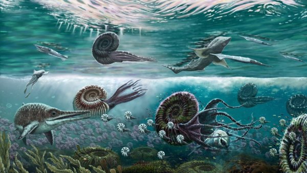 Аммониты мелового периода