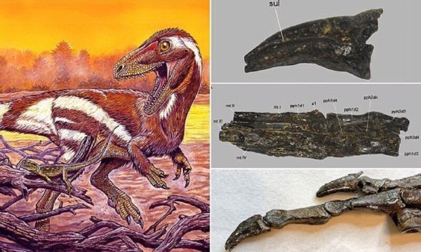 Overoraptor chimentoi