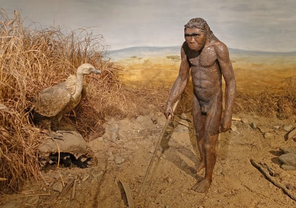 Человек умелый homo habilis