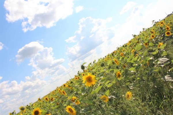 Поле ромашек