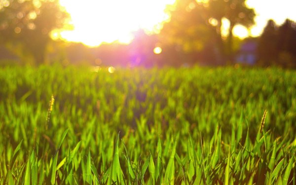 Трава и солнце