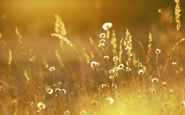 Лето солнце зелень