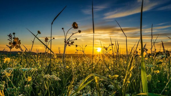 Небо из травы