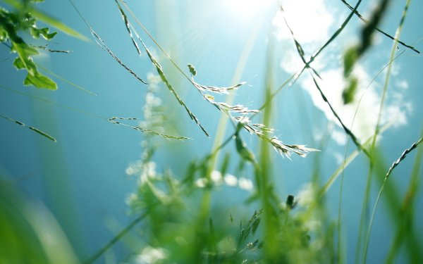 Природа солнце