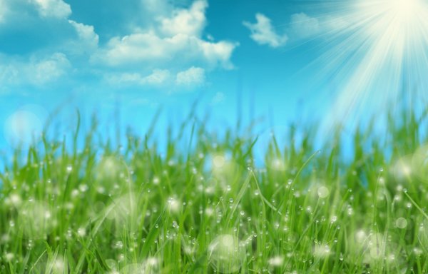 Поле ромашек