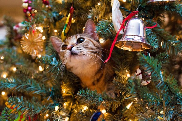 Кошка и Новогодняя елка