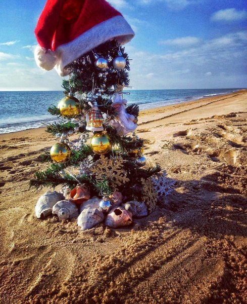 Елка на море