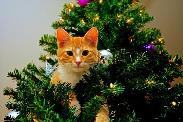 Наряжаем елку