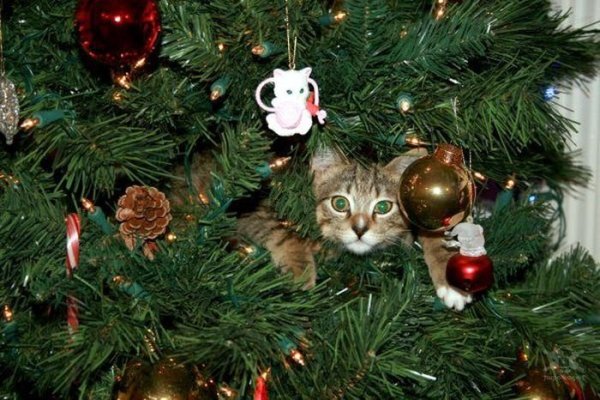 Новогодние котята