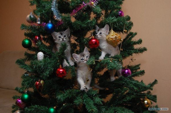 Коты наряжают елку