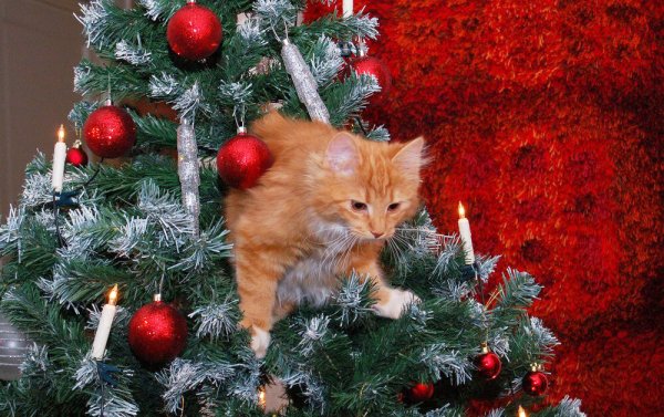 Кошка и елка