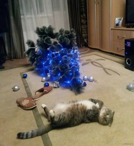 Коты и елки