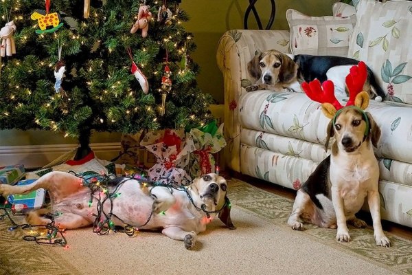 Домашние питомцы новый год