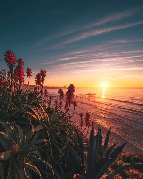 Ромашковый рассвет