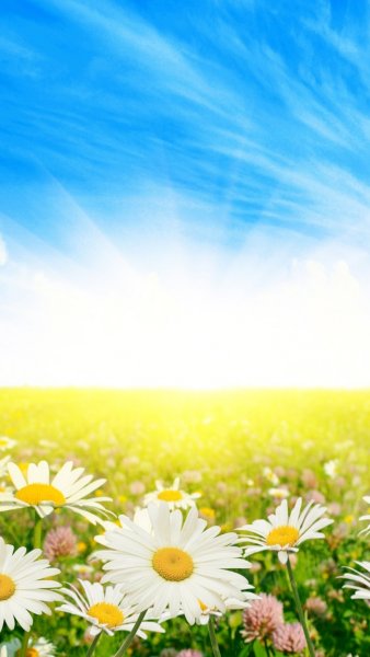 Фон ромашки для детского сада