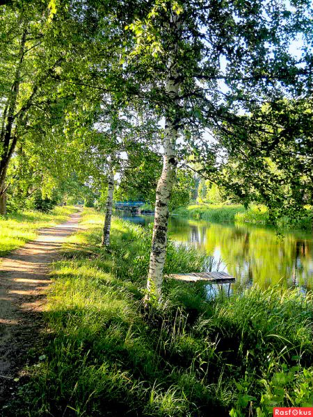 Бабочки на лугу