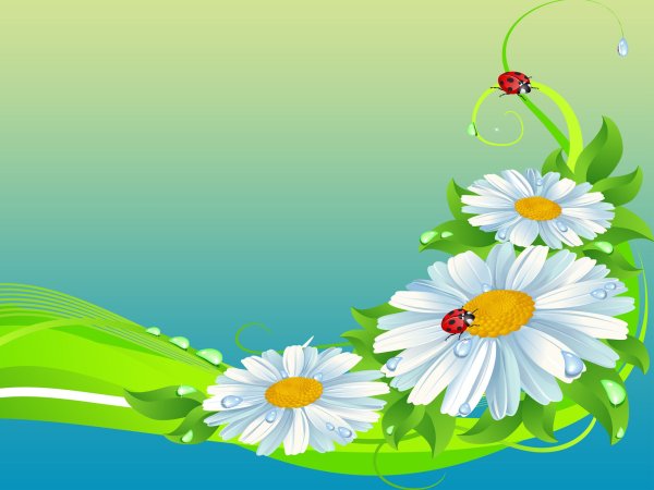 Космея многолетняя