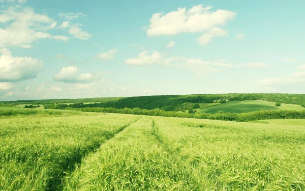 Зелёные просторы (Green acres)