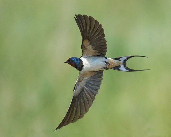 Ласточки полет