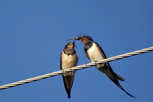 Две ласточки