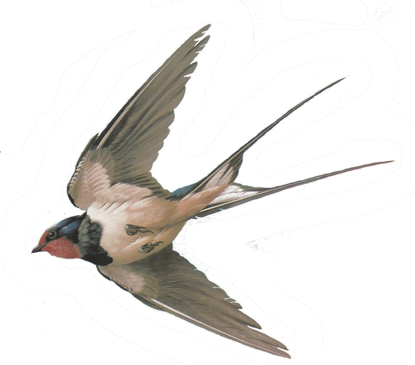 Деревенская Ласточка