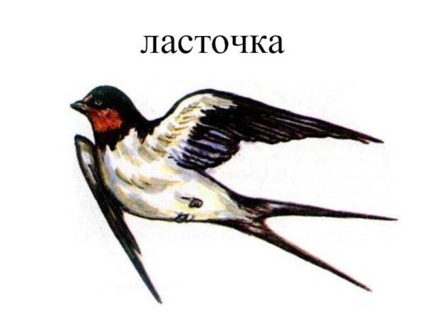 Перелетные птицы Ласточка для детей
