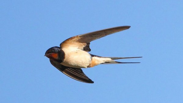 Новогвинейская Ласточка