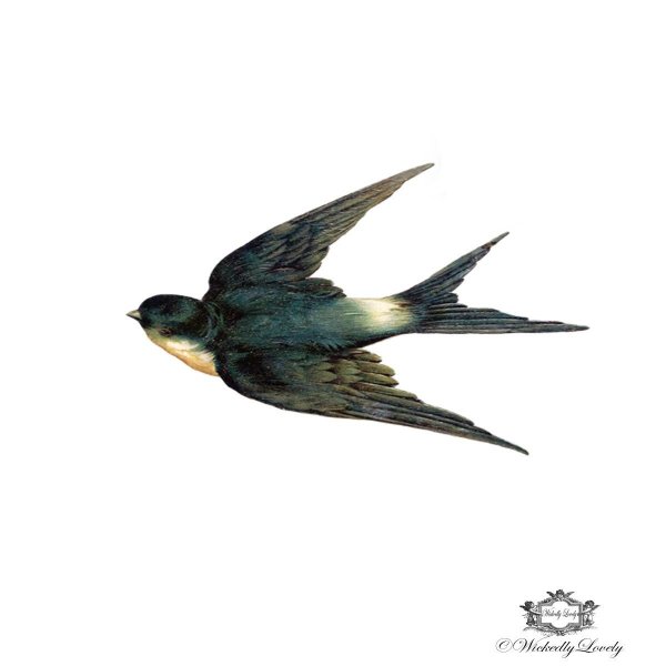 Ласточка без фона