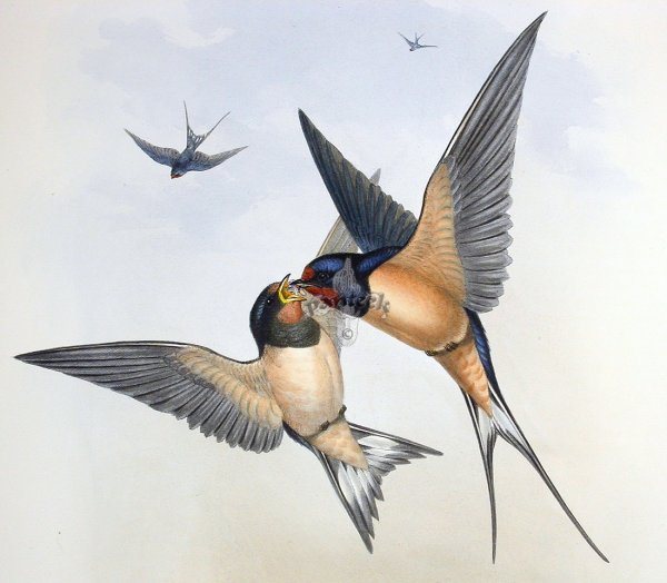 Полёт ласточки