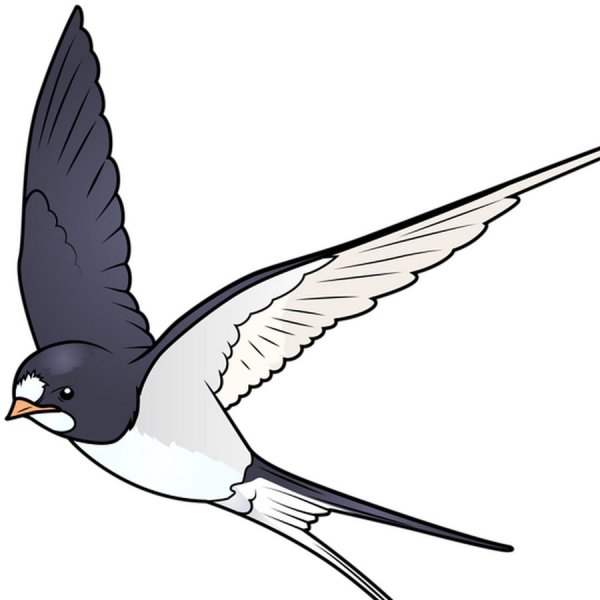 Ласточка Перелетная птица