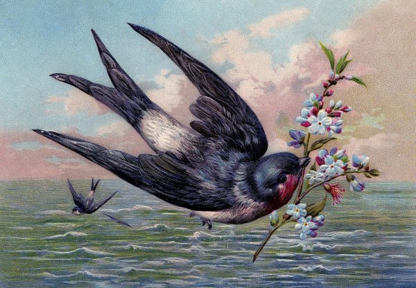 Чарльз Войси ласточки