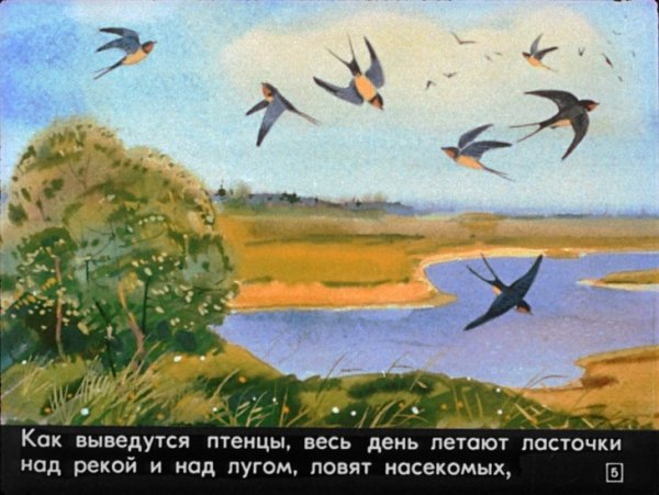 Ласточки Фет иллюстрации