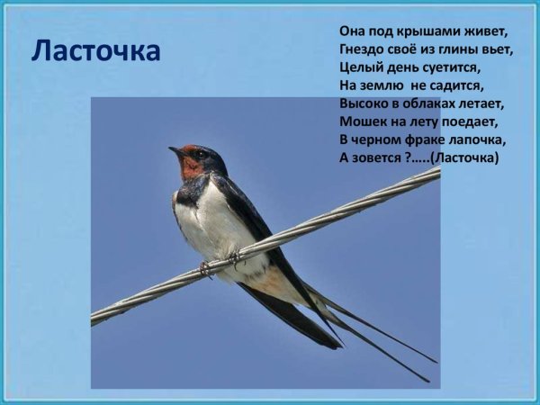 Информация о Ласточке