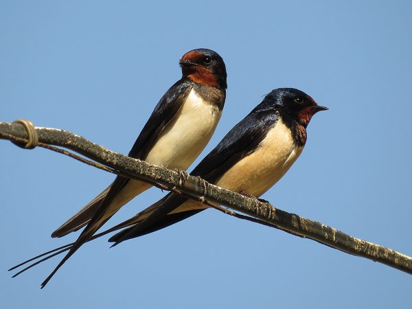 Насекомоядные птицы Ласточка