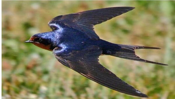 Ласточки осенью