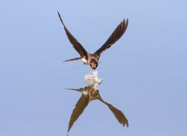 Ласточка береговушка в полёте