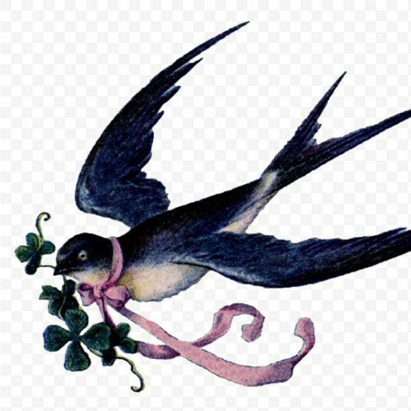 Ласточка рисунок