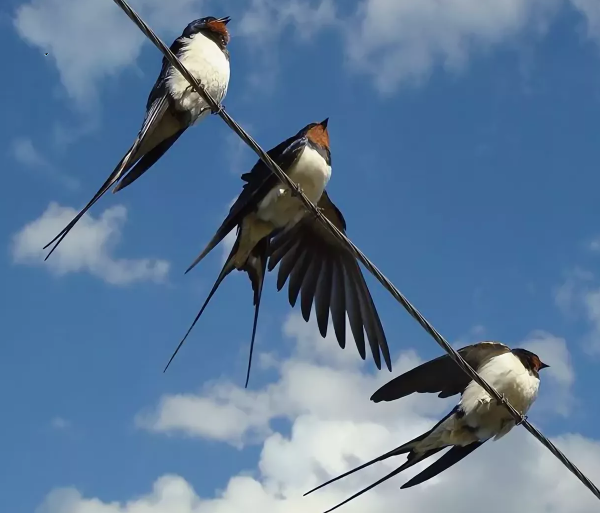 Ласточка Перелетная птица