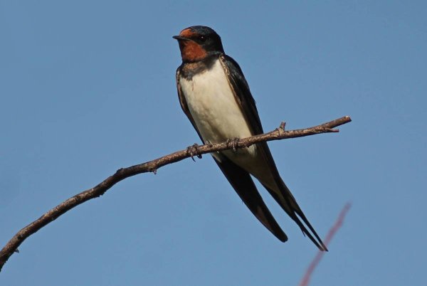 Ласточка Перелетная птица