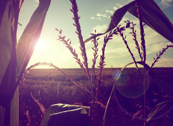 Нежный цветок