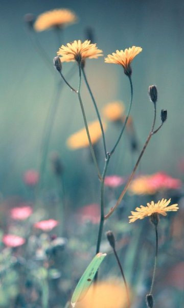 Брызги моря