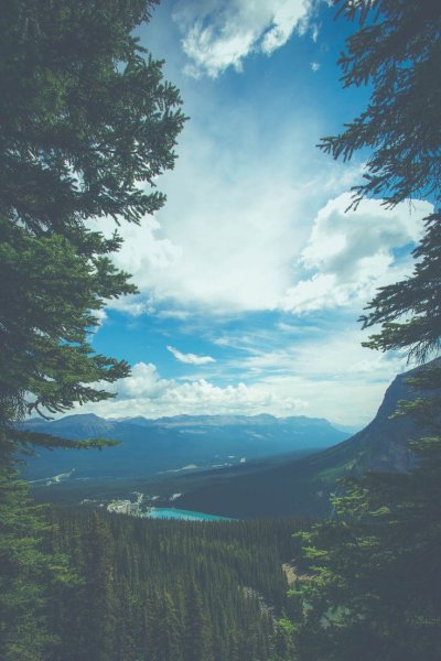 Сакура цветение растения