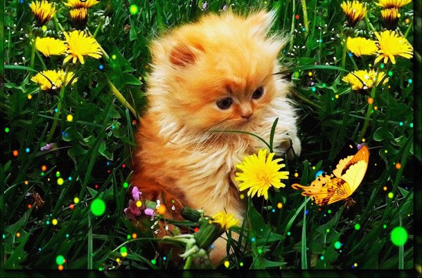 Настроение лето