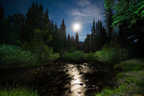 Летняя ночь в лесу