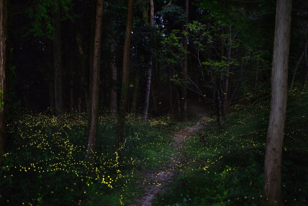 «Ночь в лесу»