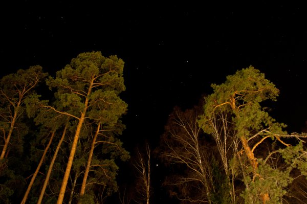 Сосновый лес ночью