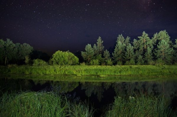 Ночной лес Россия