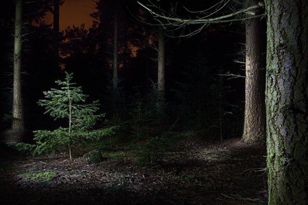 Дарк Форест густой лес