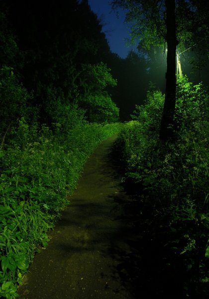 Летняя ночь в лесу