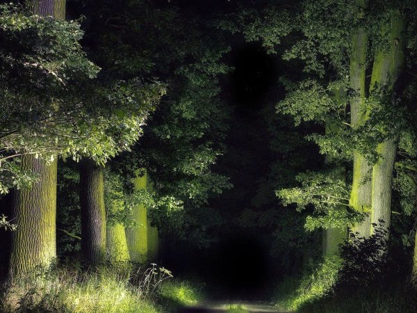 Летняя ночь в лесу